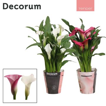 Zantedeschia MIX