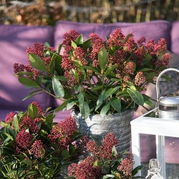 Skimmia japonica 'Rubella'