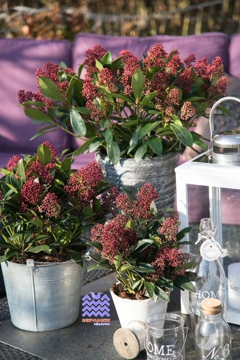 Skimmia japonica 'Rubella'