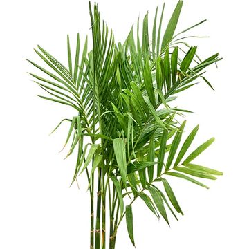 Areca catechu