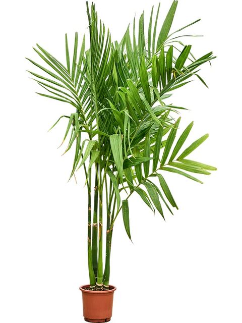 Areca catechu