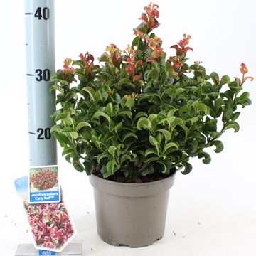 Leucothoe axillaris 'Curly Red'