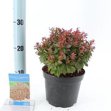 Berberis thunbergii 'Багатель'