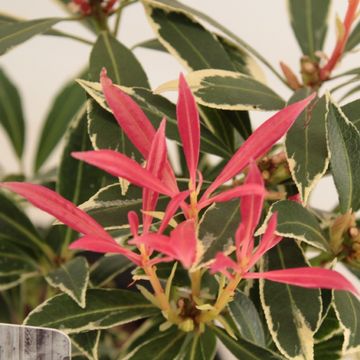 Pieris 'Flaming Silver'