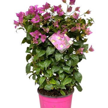 Bougainvillea glabra 'Sanderiana'