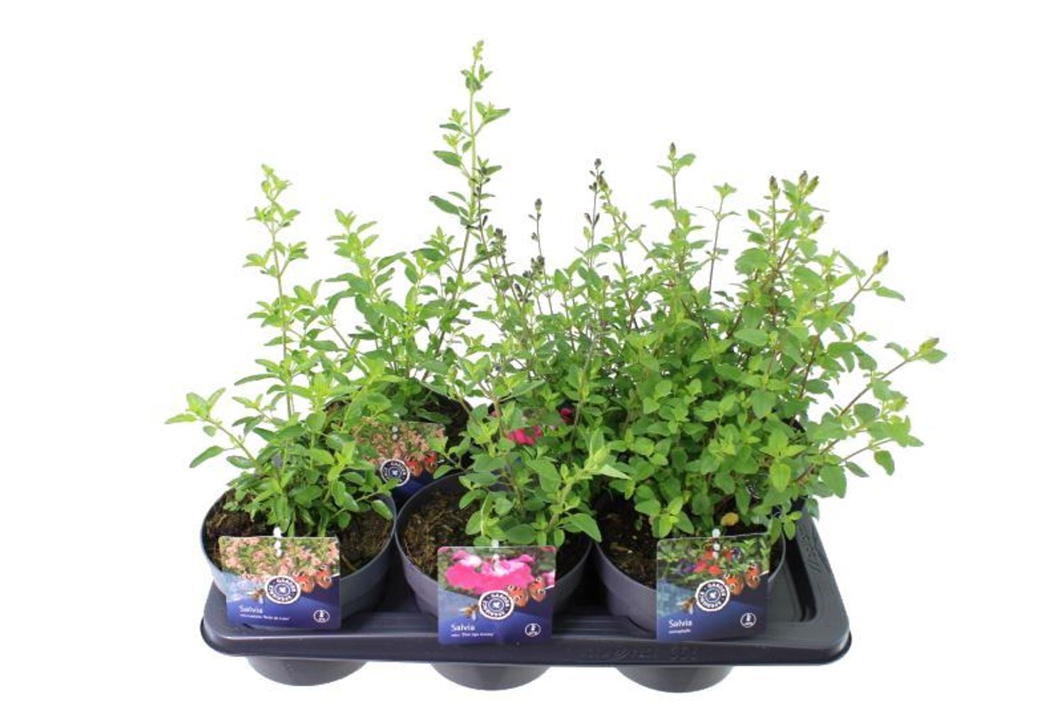 Salvia microphylla MIX — Plant Wholesale FlorAccess