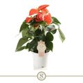 Anthurium ORANGE CHAMPION