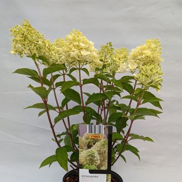 Hydrangea paniculata SKYFALL
