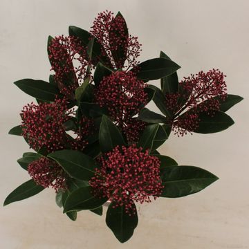 Skimmia japonica 'Rubella'