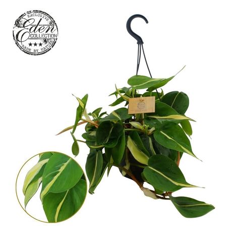 Philodendron 'Silver Stripe'