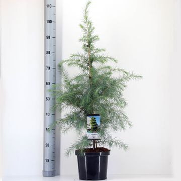 Cedrus deodara