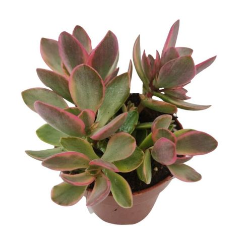 Crassula ovata