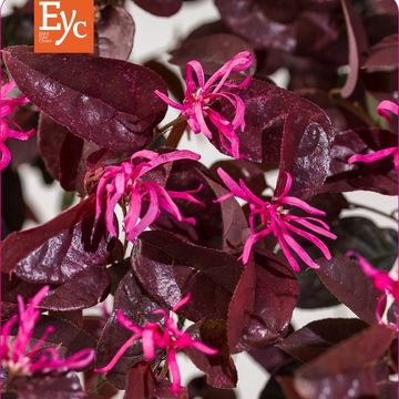 Loropetalum chinense 'Fire Dance'