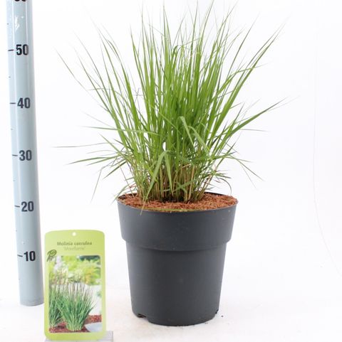 Molinia caerulea 'Moorflamme'