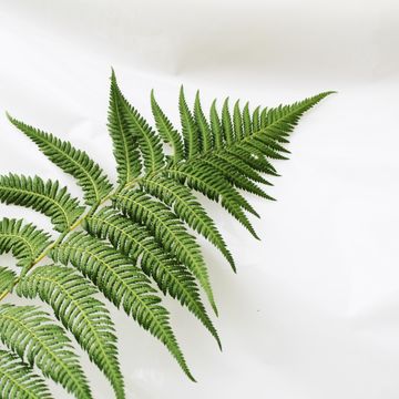 Dicksonia antarctica