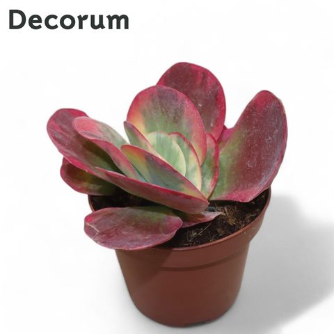 Kalanchoe thyrsiflora 'Variegata'