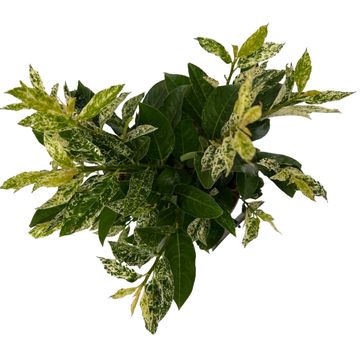 Prunus laurocerasus 'Ivory'