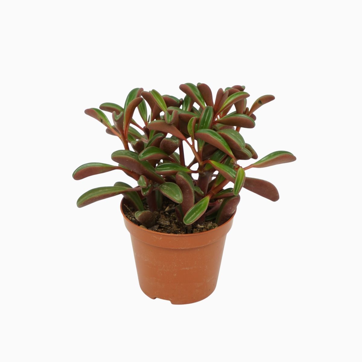 Peperomia graveolens — Plant Wholesale FlorAccess