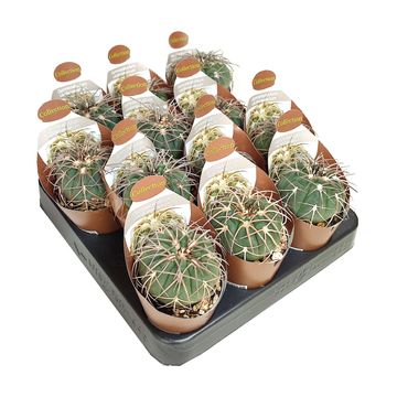Gymnocalycium cardenasianum