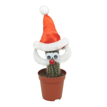 Arreglo  Cactus