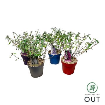 Buddleja davidii MIX