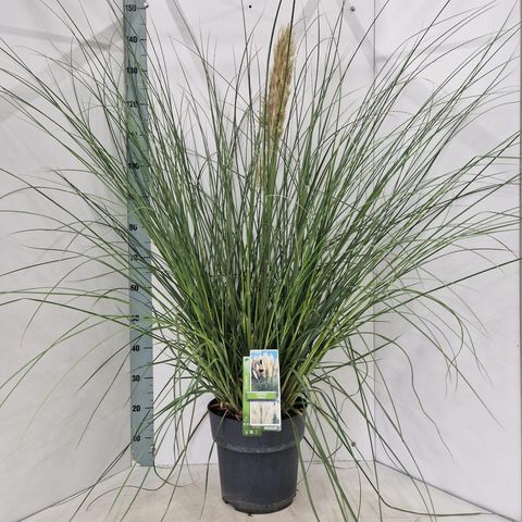 Cortaderia selloana 'Citaro'