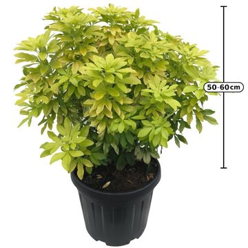 Choisya ternata SUNDANCE