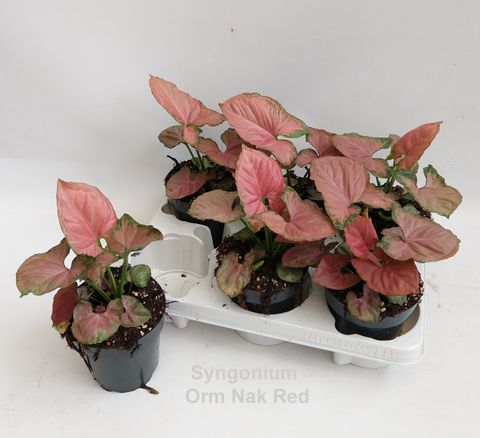 Syngonium 'Orm Nak Red'