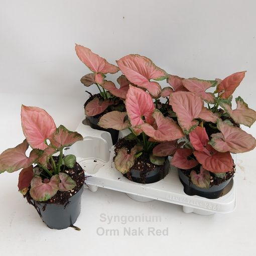 Syngonium 'Orm Nak Red'