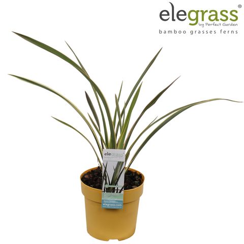 Phormium 'Duet' — Plant Wholesale FlorAccess