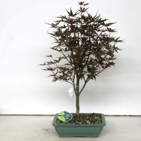 Acer palmatum 'Skeeter's Broom'