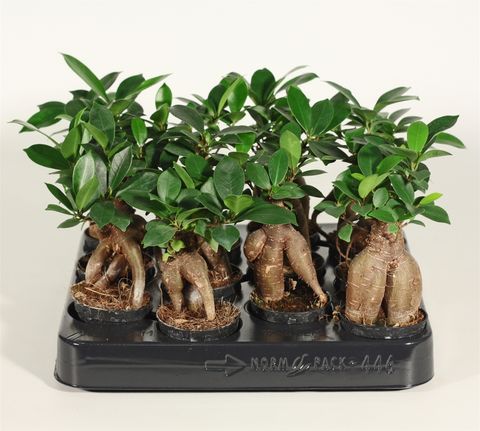 Ficus microcarpa 'Ginseng'