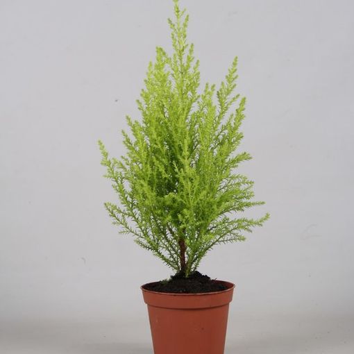 Cupressus Macrocarpa Goldcrest Wilma P8 5 Cm H30 35 Cm