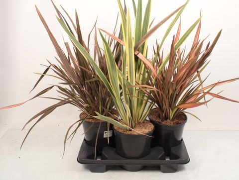 Phormium tenax MIX