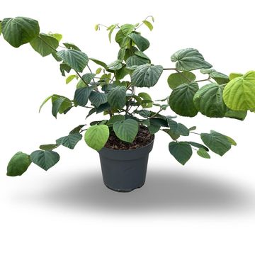 Corylopsis spicata