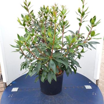 Kalmia latifolia 'Black Label'
