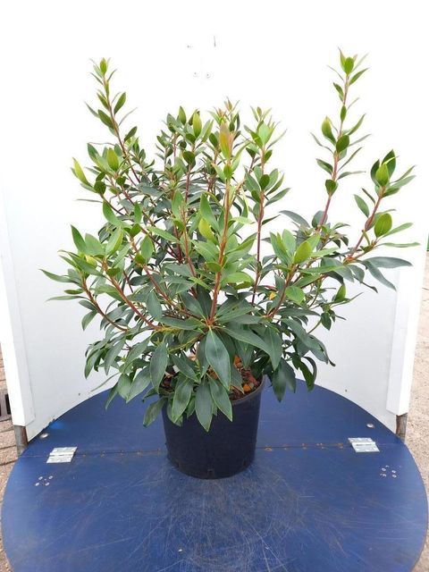 Kalmia latifolia 'Black Label'