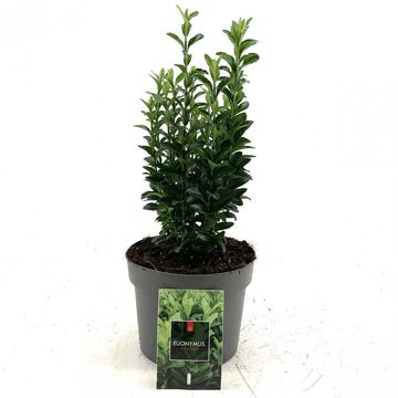 Euonymus japonicus 'Green Spire'