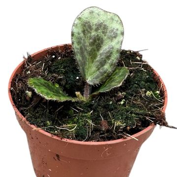 Begonia blancii MOTTLED