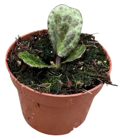 Begonia blancii MOTTLED