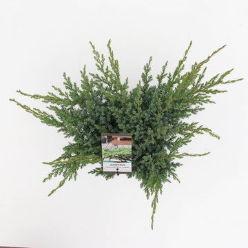 Juniperus squamata 'Blue Swede'