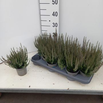 Calluna vulgaris BEAUTY LADIES LYNA