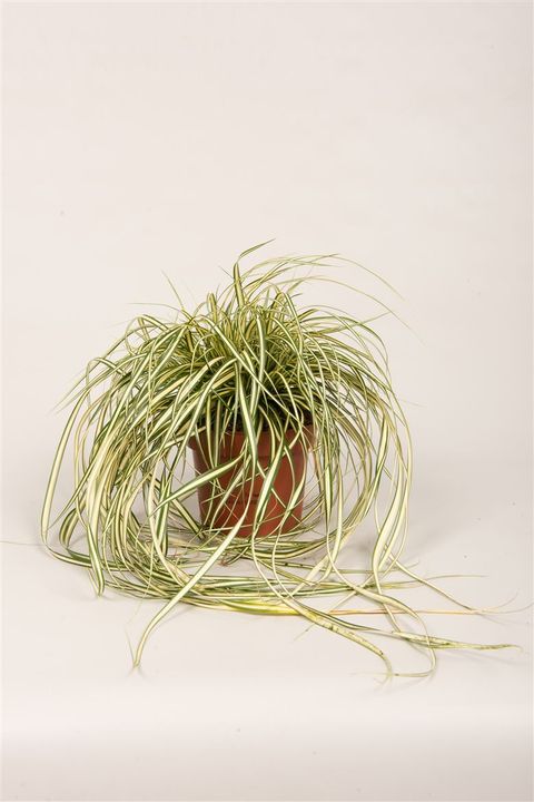 Carex oshimensis 'Evergold'