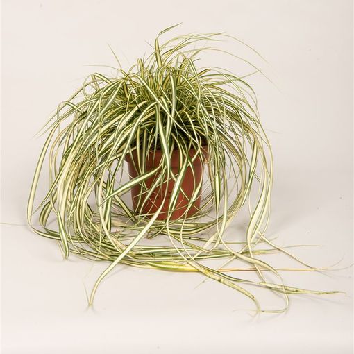 Carex oshimensis 'Evergold'