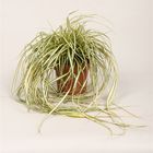 Carex oshimensis 'Evergold'