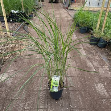 Miscanthus sinensis 'Vanilla Sky'