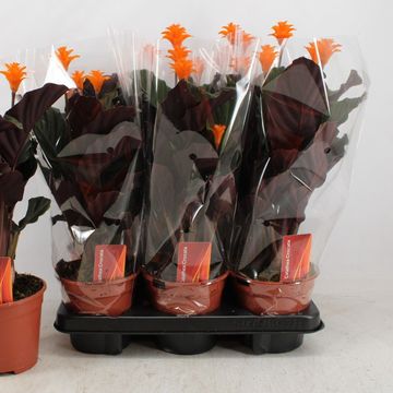 Calathea crocata