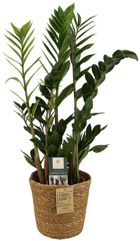 Zamioculcas zamiifolia
