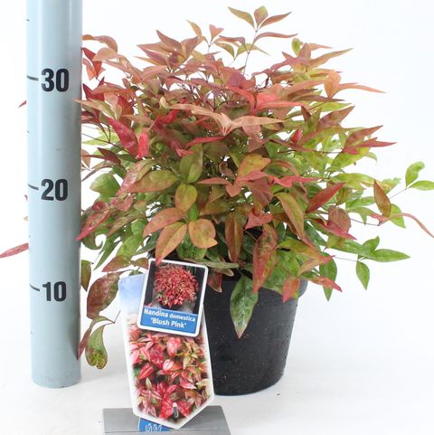 Nandina domestica BLUSH PINK