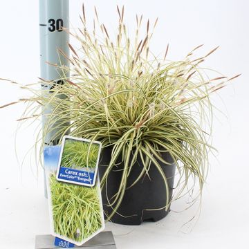 Carex oshimensis 'Evergold'